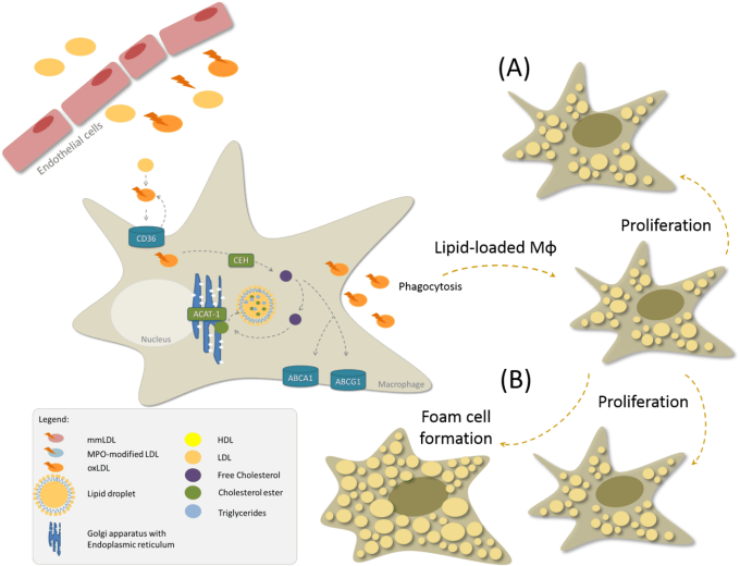 Prozess der Schaumzellbildung durch oxidiertes LDL